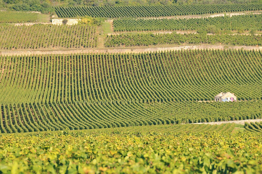 Weinanbaugebiet Côte de Beaune