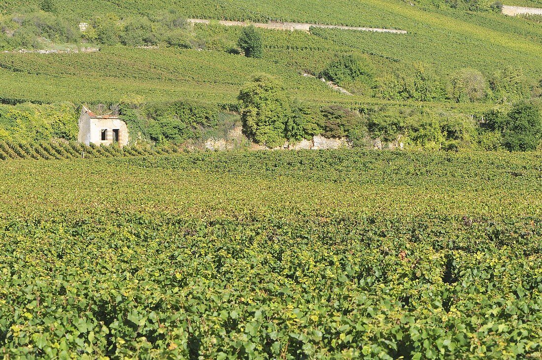 Weinanbaugebiet in Burgund
