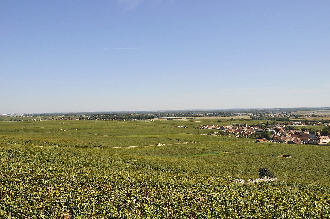The commune of Vove Romanee with vineyards