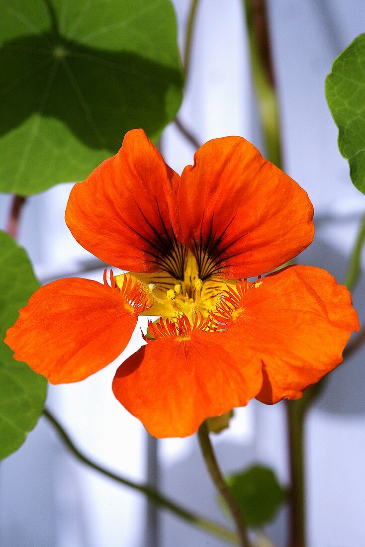 Nasturtium (close-up)