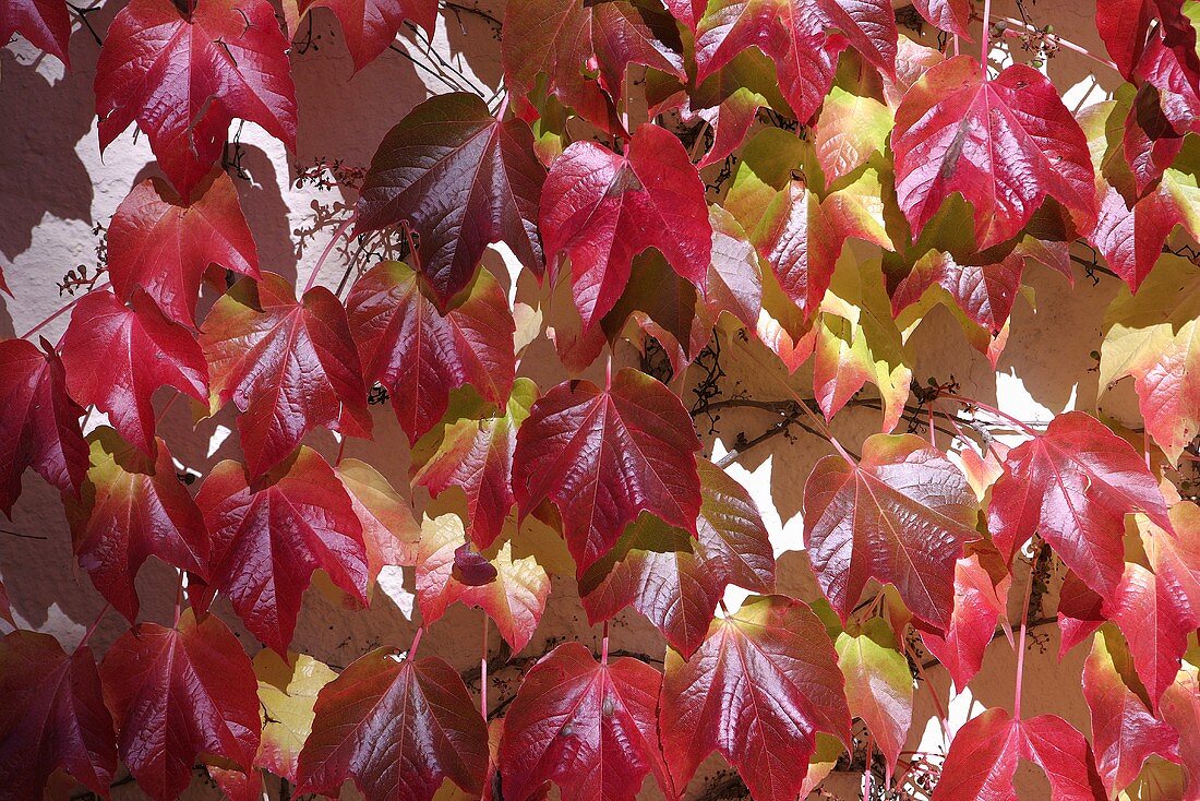 Wild vines growing on a house wall (macro zoom)