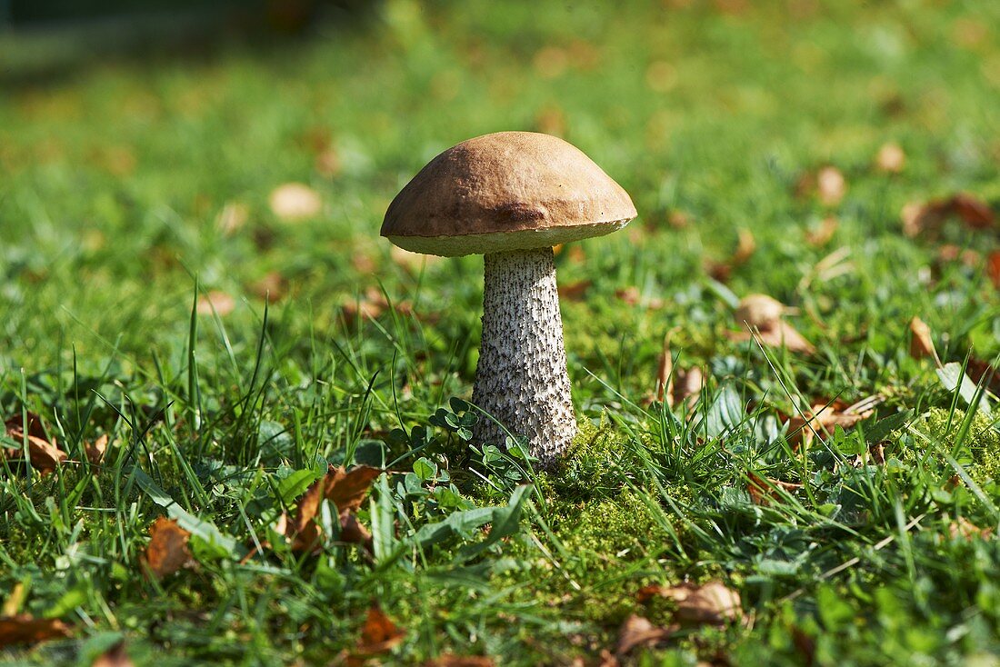 A birch bolete mushroom