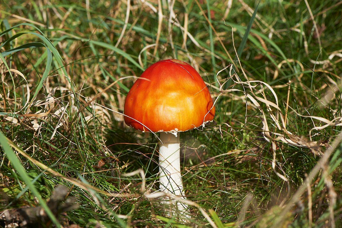 A small fly agaric toadstool