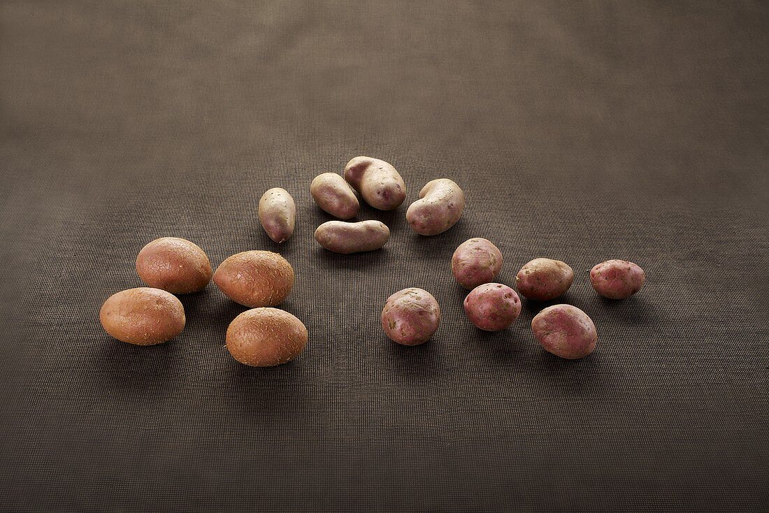 Verschiedene rote Kartoffelsorten: Laura, Rosalinde, Cyclame