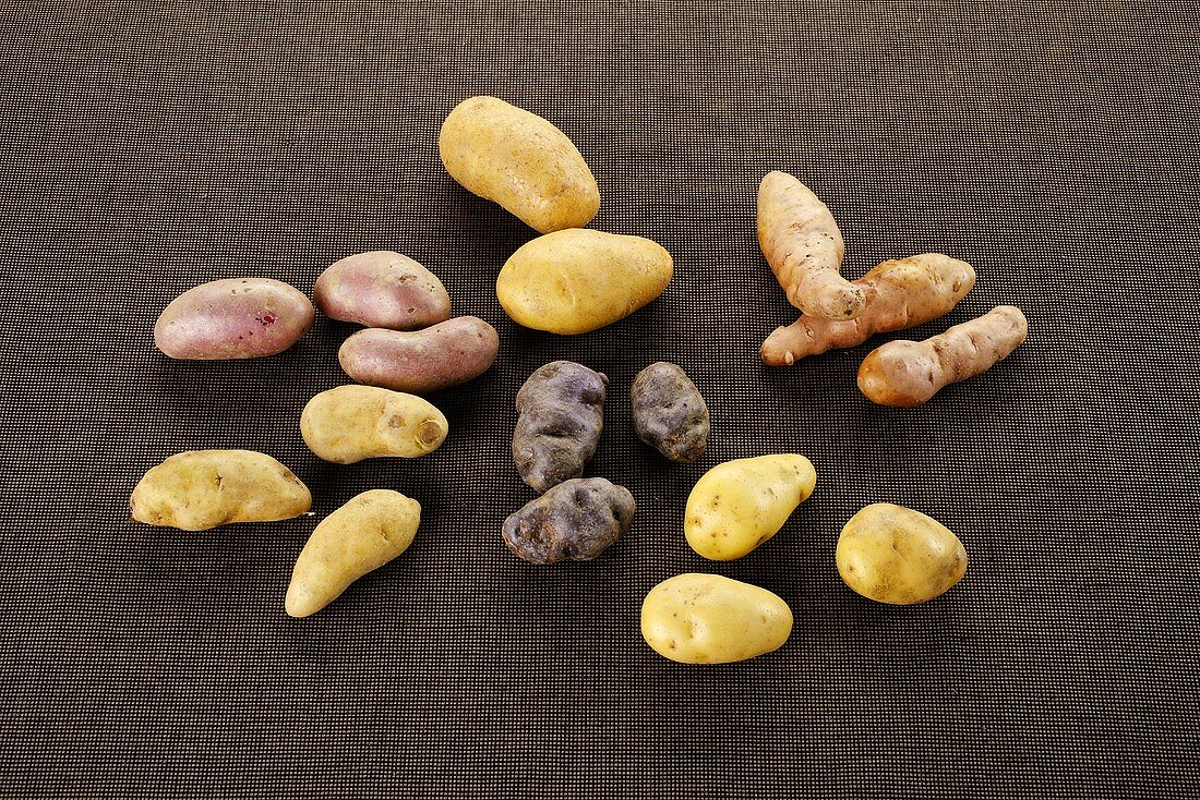 Verschiedene Kartoffelsorten: Kipfler, Rosalinde, Linzer, Bamberger Hörnchen, Ditta und Trüffelkartoffeln