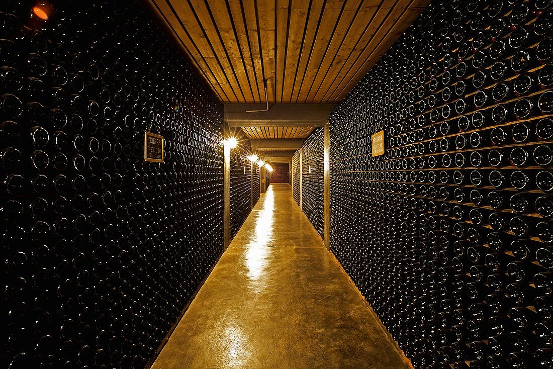 Bottles of Spumante in a cellar at the Winery Ferrari, Ravina, Trentino, Italy