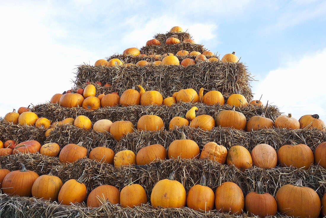 Lots of pumpkins in a hay bale pyramid