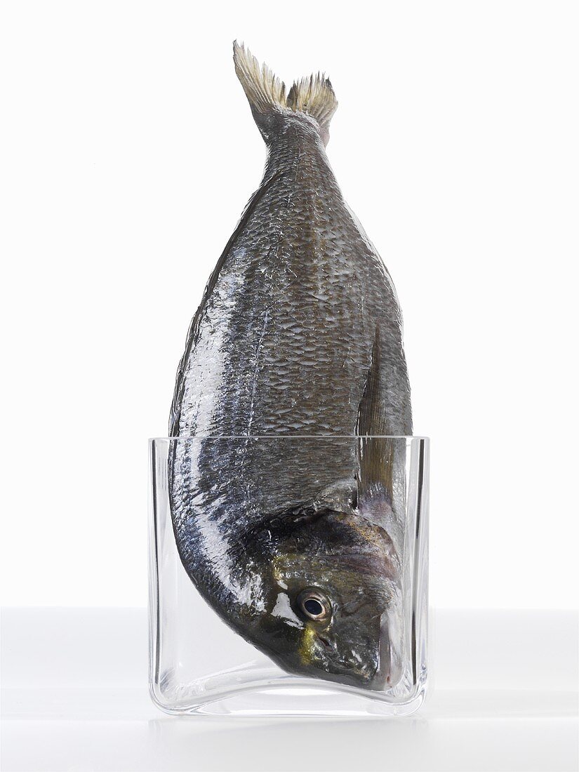 A sea bream in a glass (head first)