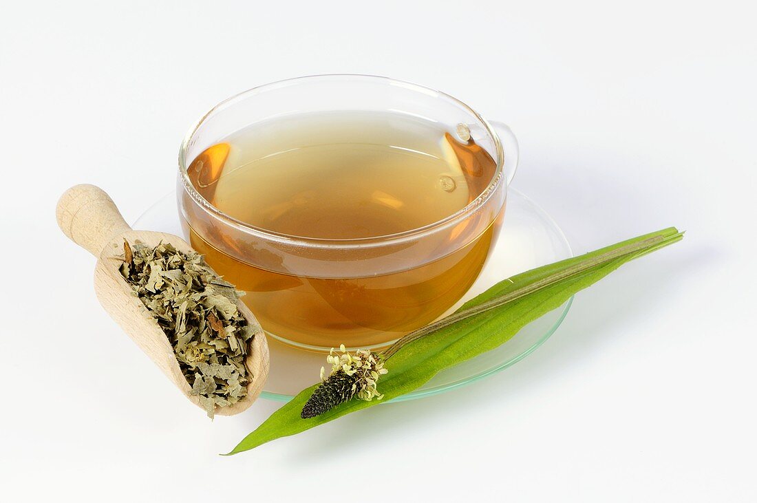 Cup of ribwort plantain tea and ribwort plantain