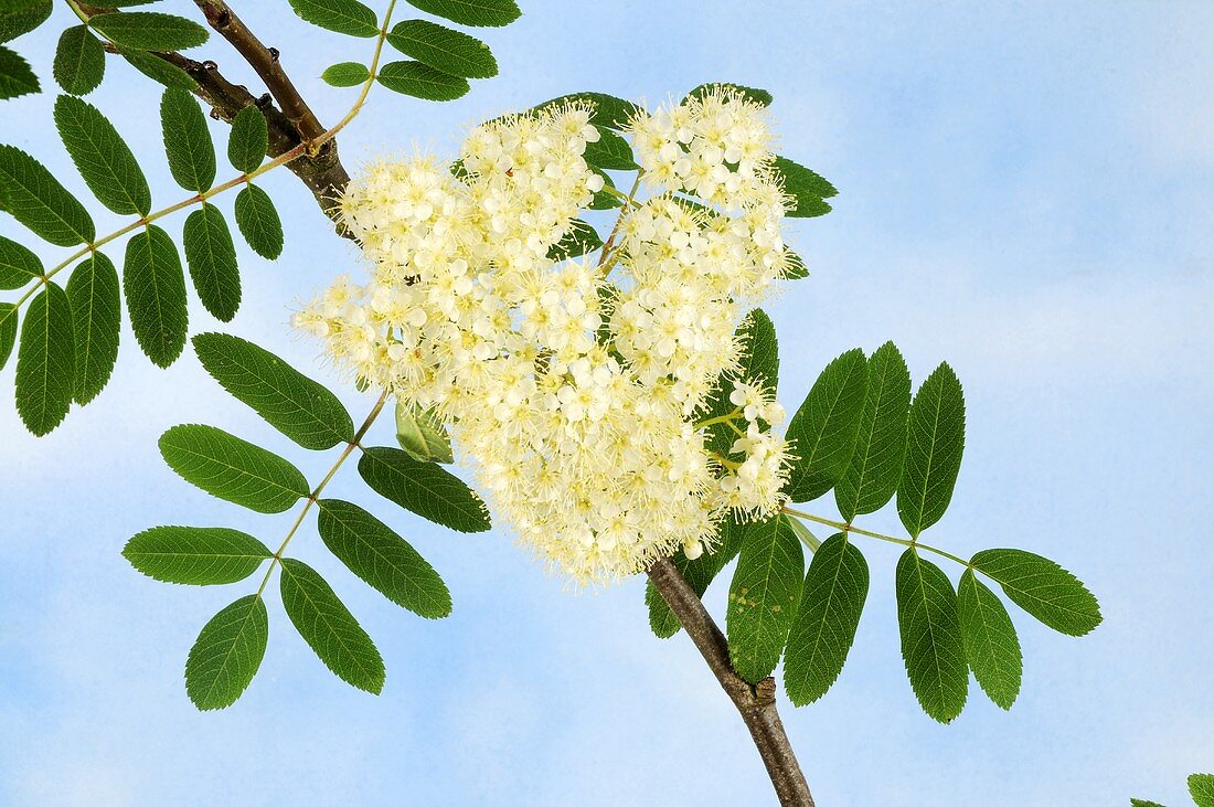 Rowan blossom on the branch