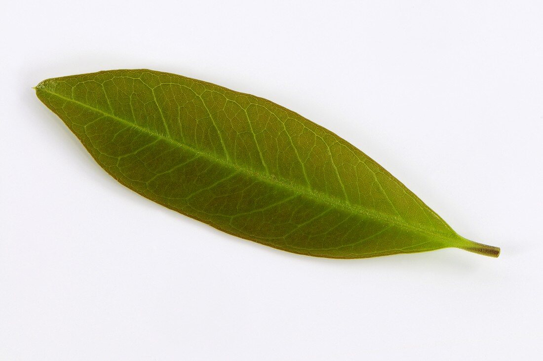 A yerba maté leaf (Ilex paraguayensis)