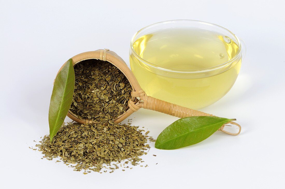 Yerba maté tea (Ilex paraguayensis)