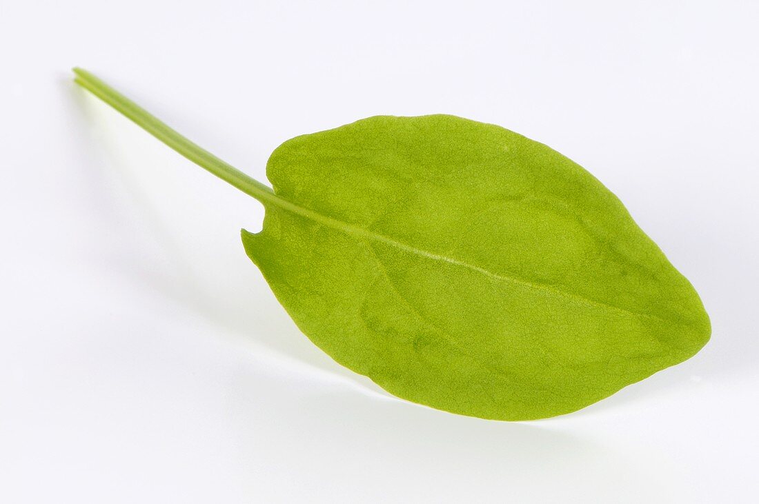 A sorrel leaf