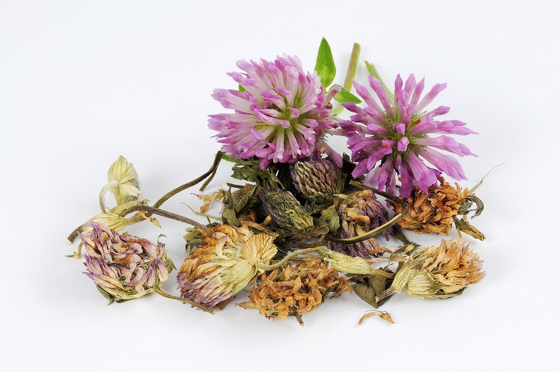Red clover, fresh and dried