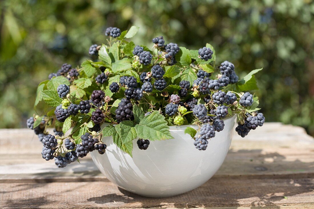 Frische Brombeeren mit Blättern in einer Schüssel