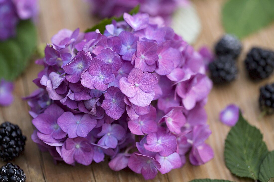 Hortensie umgeben von Brombeeren