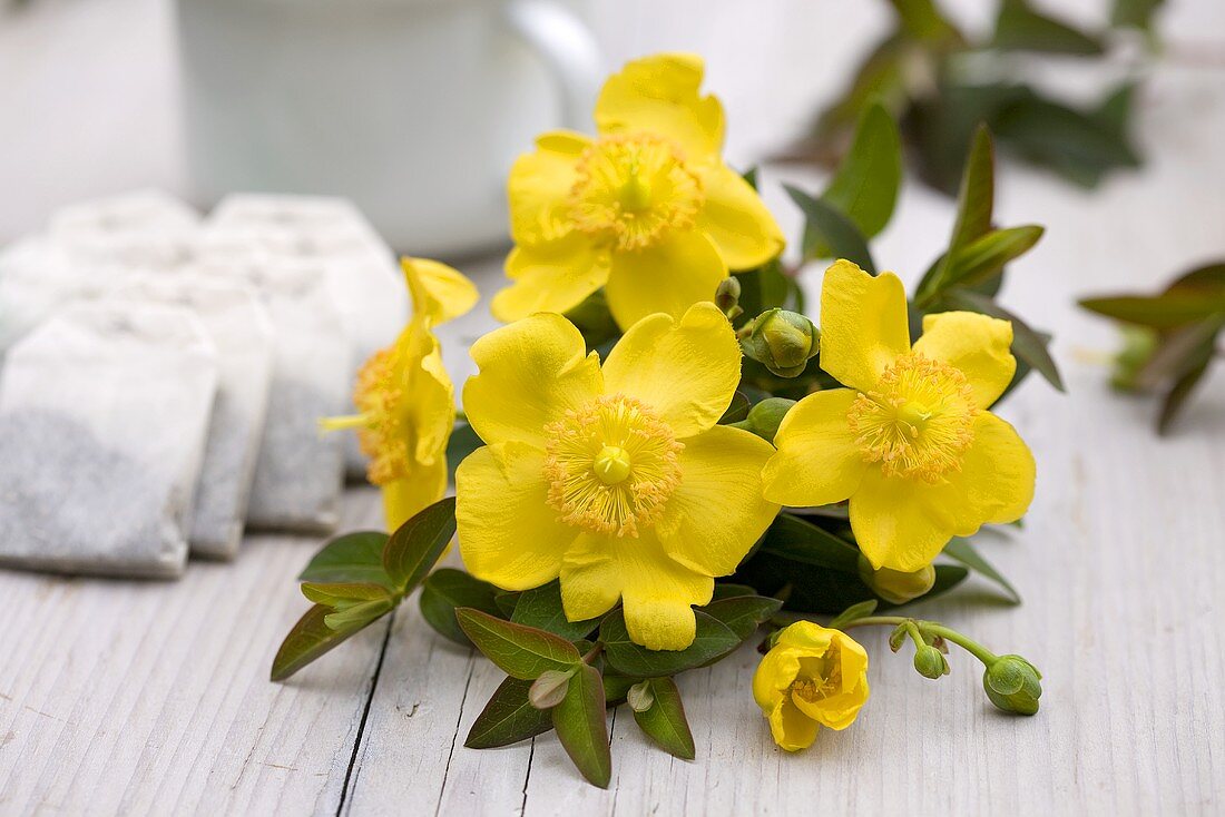 Johanniskrautblüten mit Teebeutel