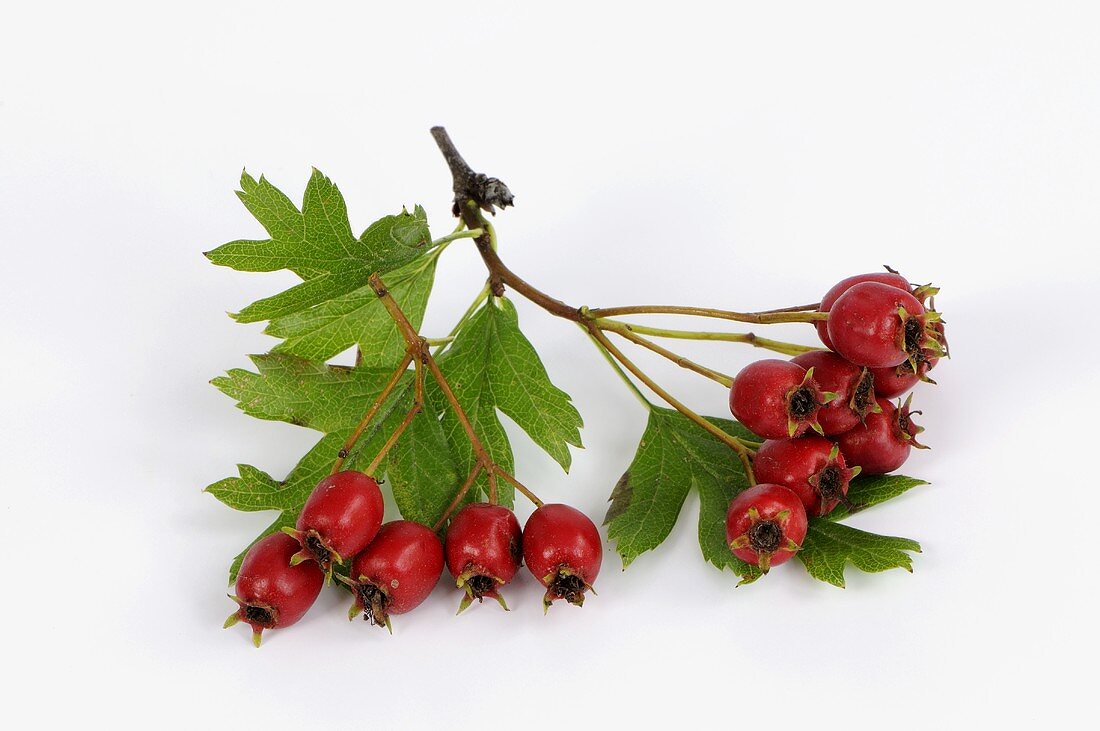 A bunch of haws (hawthorn fruits)