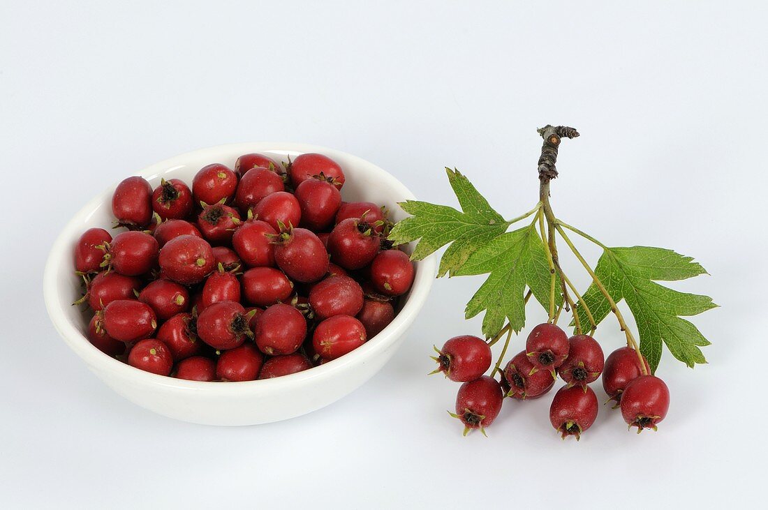 Haws in a small dish and a bunch of haws (hawthorn fruits)