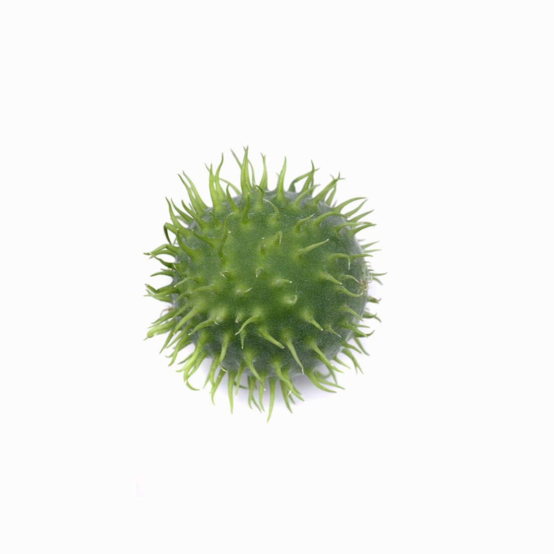 A wild cucumber