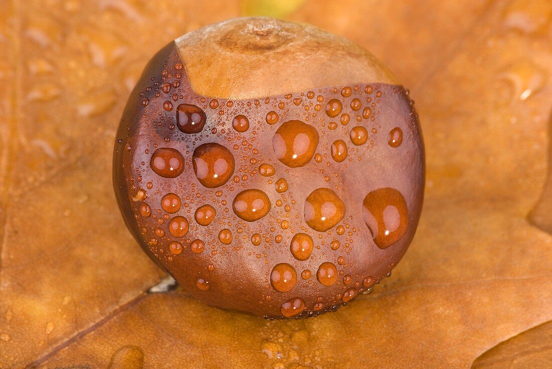 A chestnut with drops of water