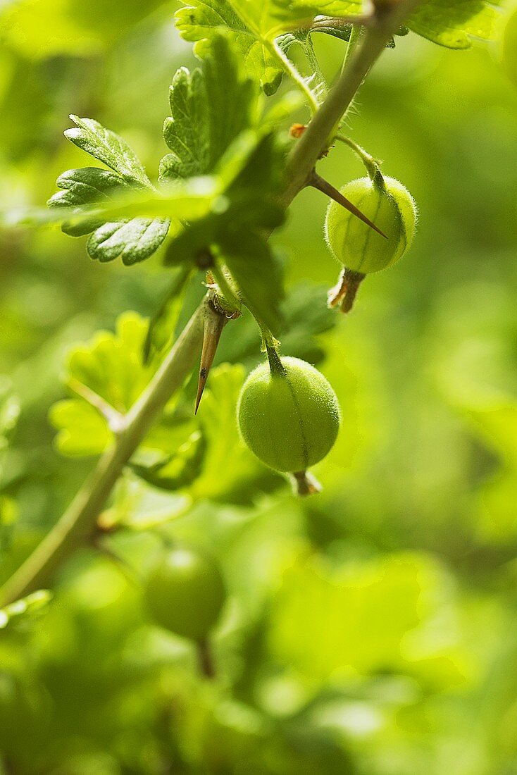 Two green gooseberries on the bush