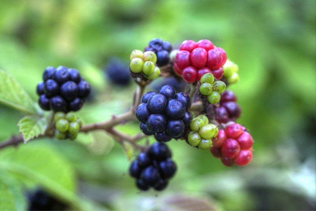 Brombeeren am Zweig