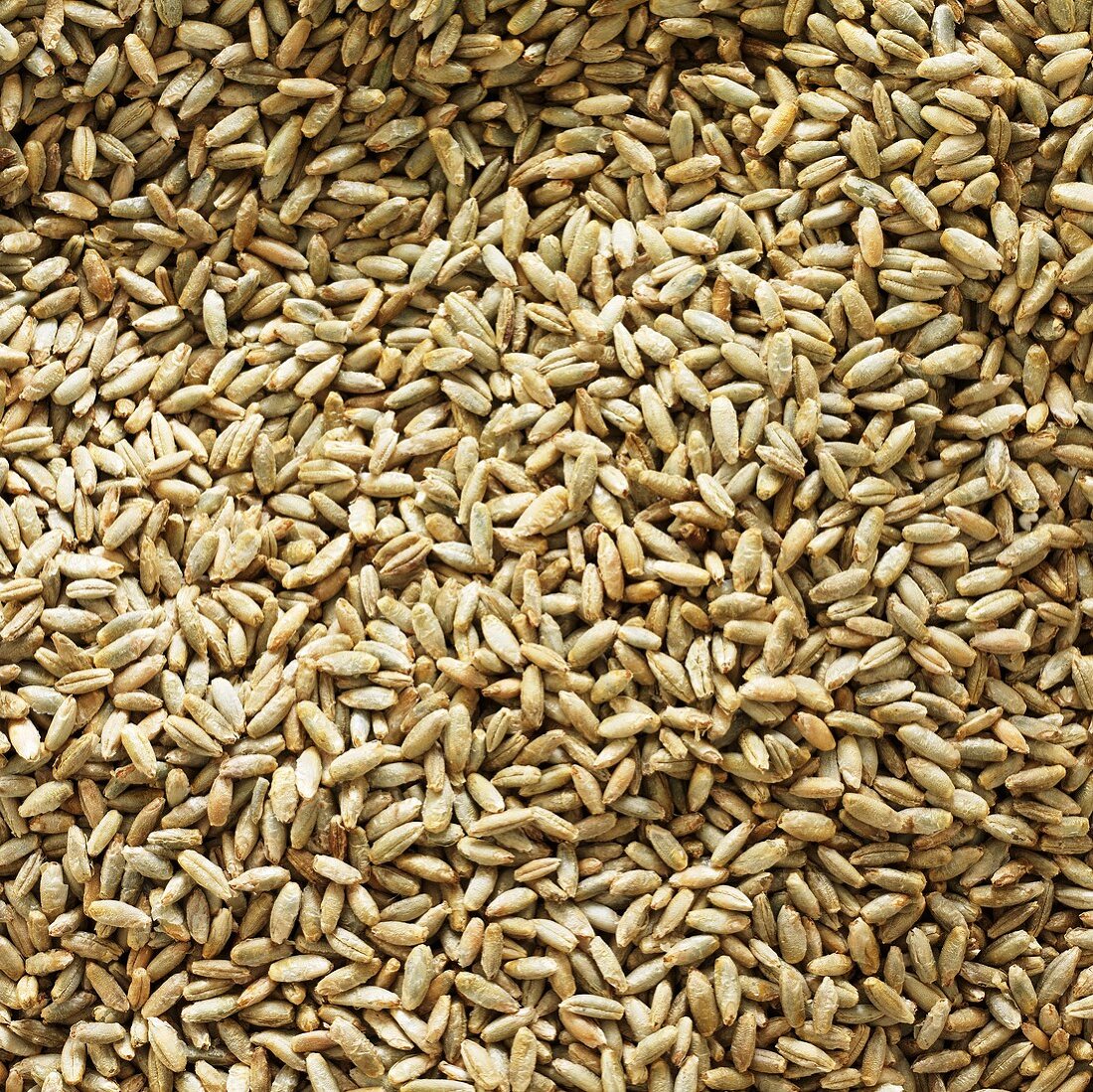 Rye grains (full-frame)