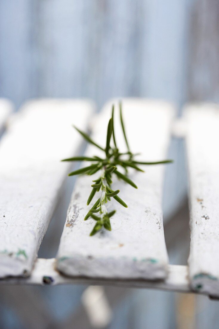 Sprig of rosemary on wooden chair