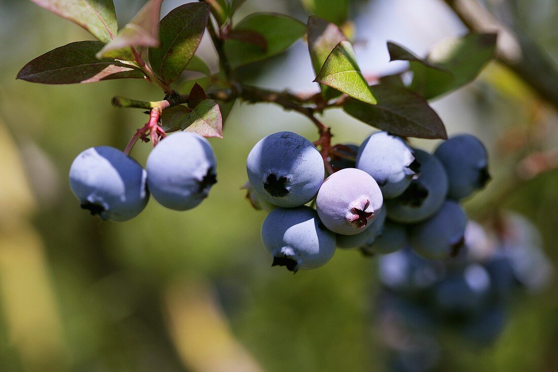 Heidelbeeren am Zweig