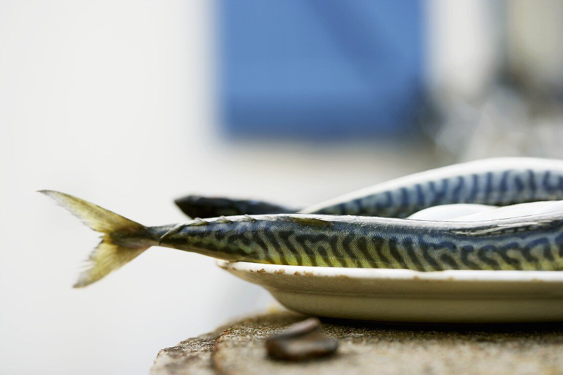 Fresh mackerel on plate