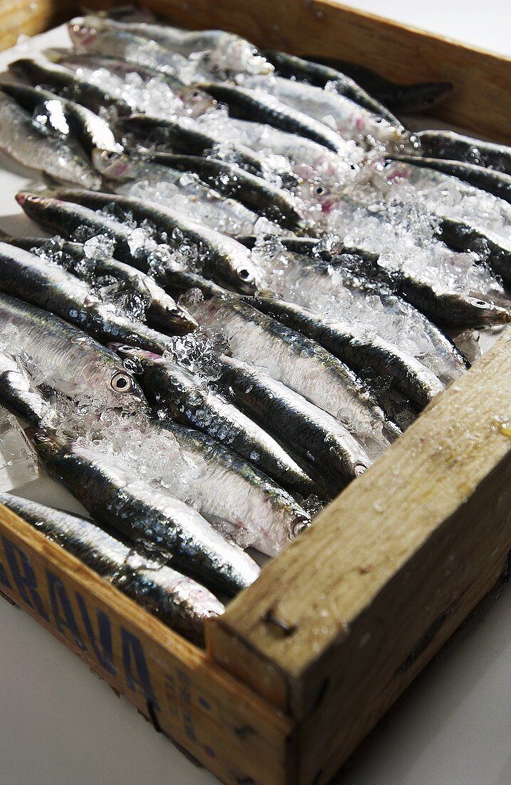 Sardines in a wooden box with crushed ice