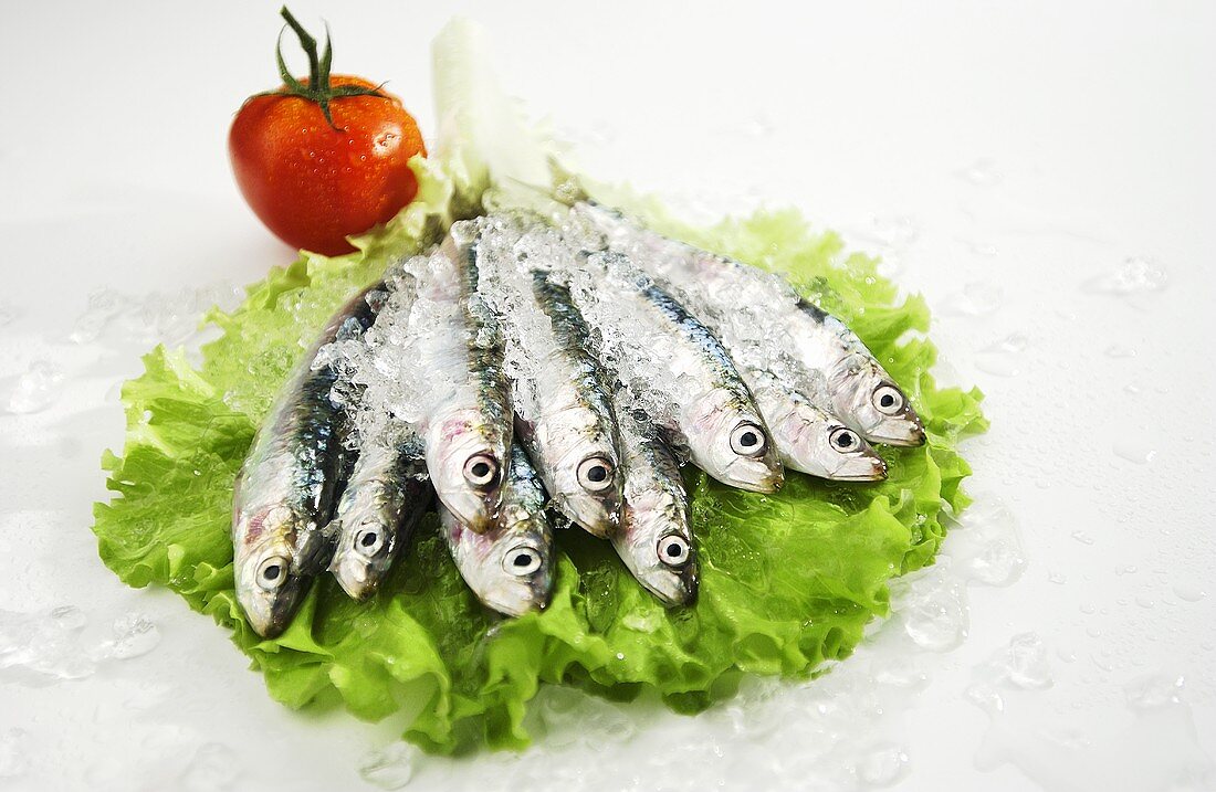 Sardines with crushed ice on lettuce with tomato