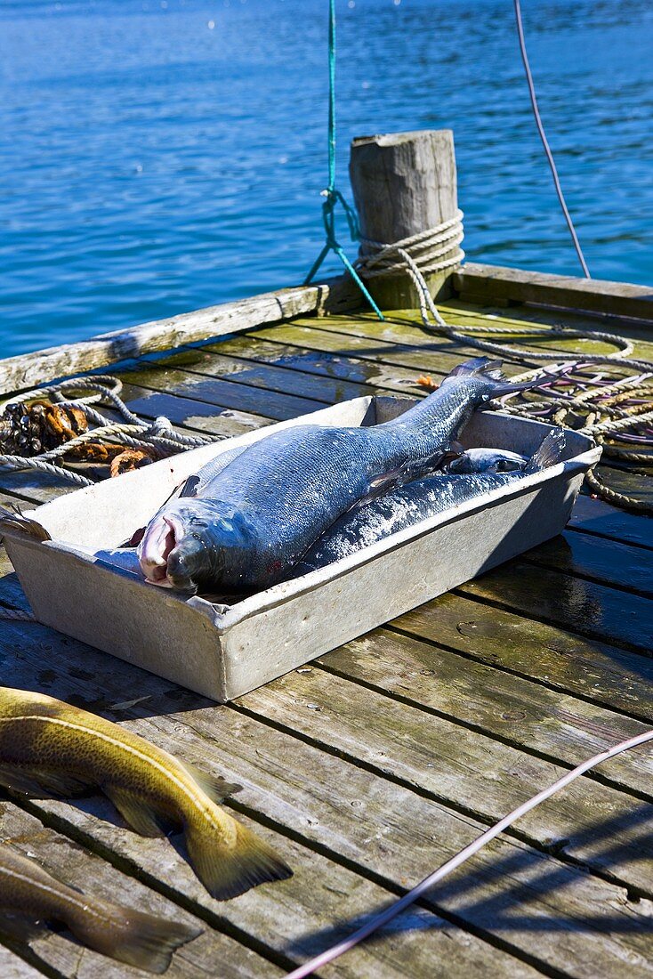 Freshly caught wild salmon on a landing stage