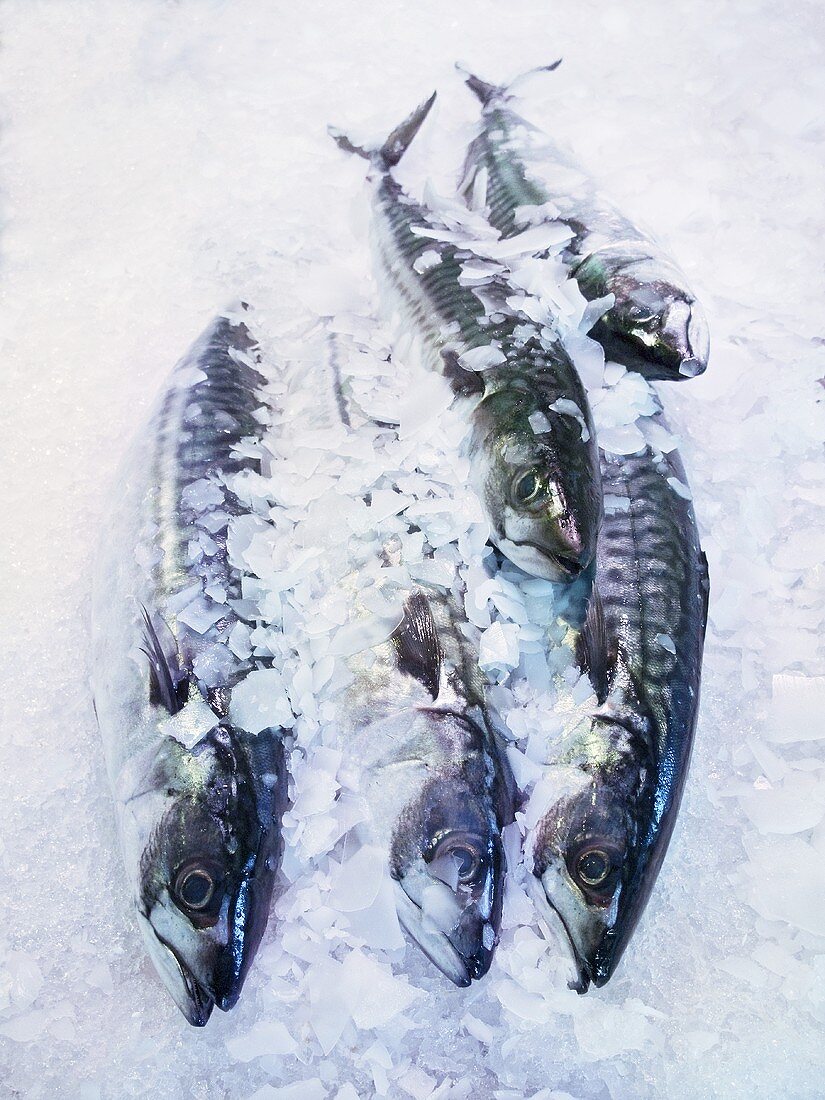 Several whole mackerel on ice