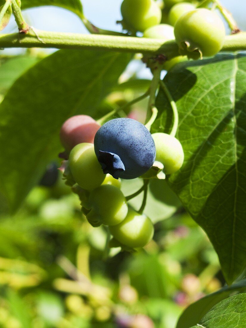 Blueberries on branch (close-up)