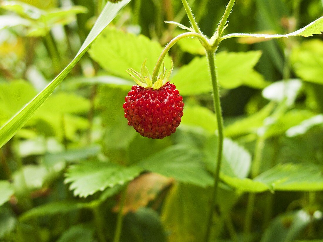 Wild strawberry on the plant