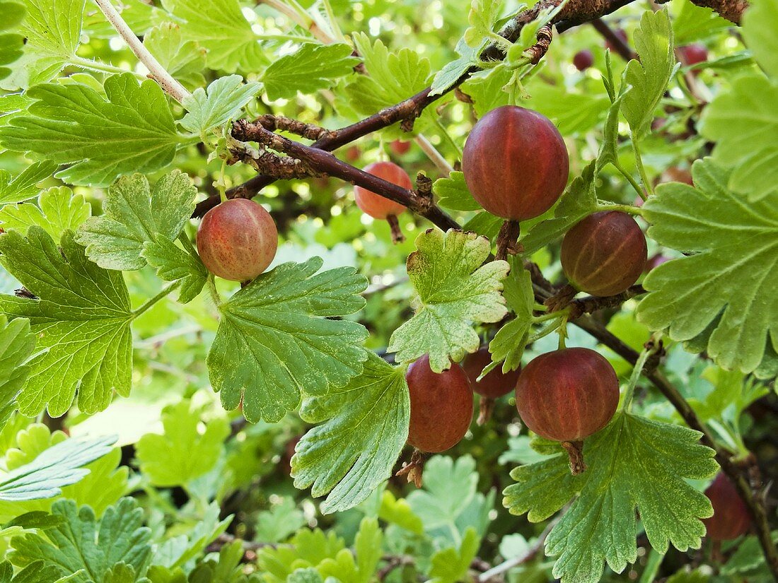 Gooseberries on the bush