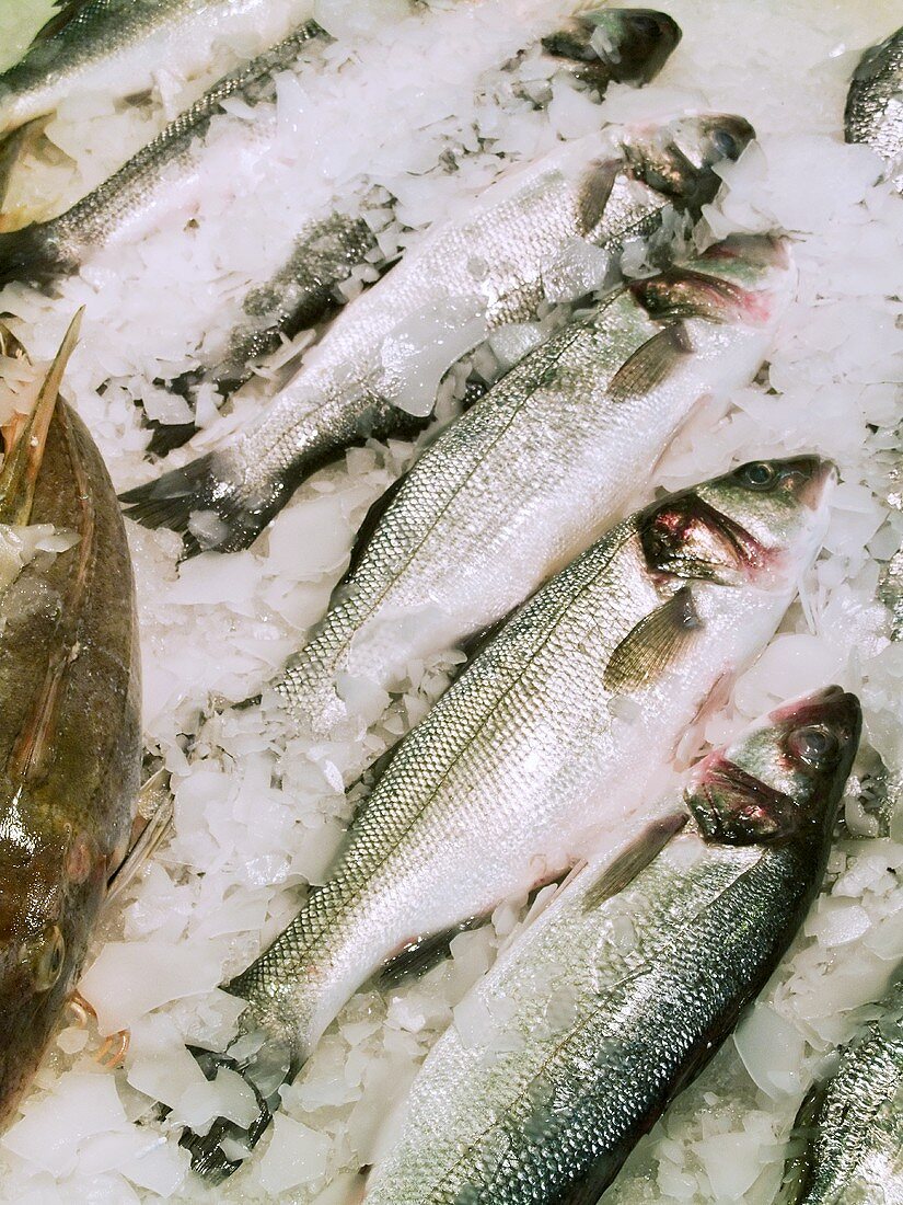 Whole sea bass on ice