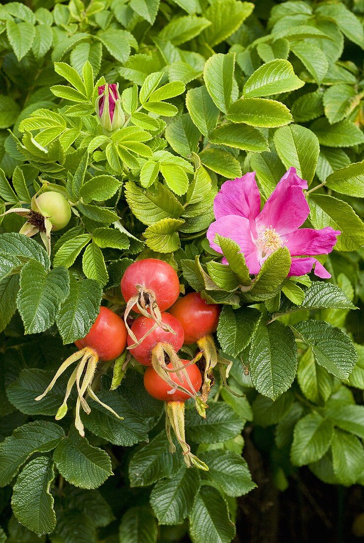 Rose hips on rose bush with flowers