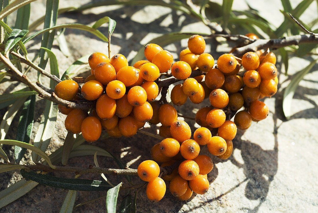 Sanddornbeeren am Zweig