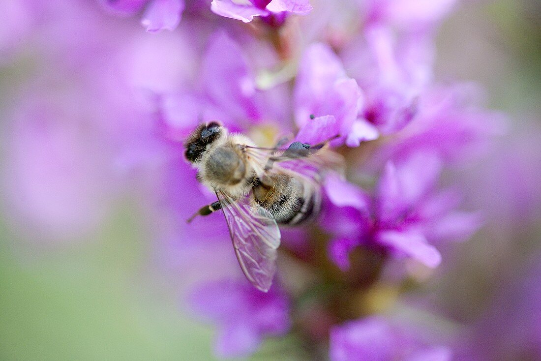 Biene auf Blutweiderichblüten