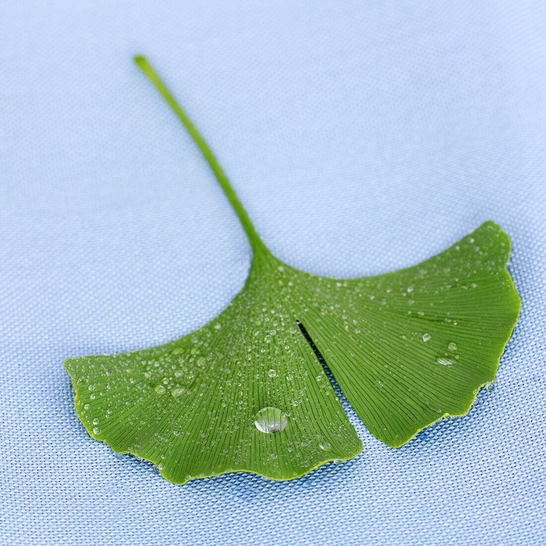 Ein Gingkoblatt mit Wassertropfen