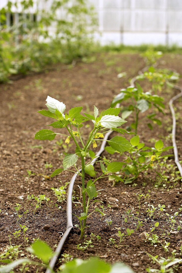 Tomatillo plants in a greenhouse