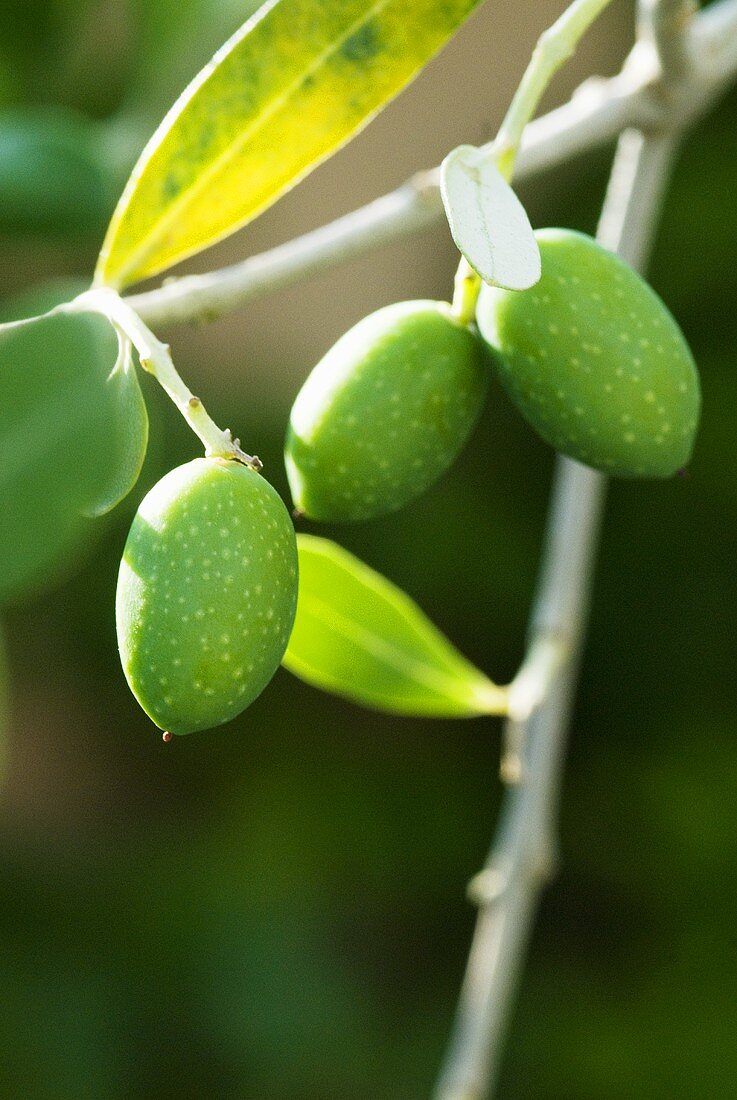 Frische Oliven am Zweig