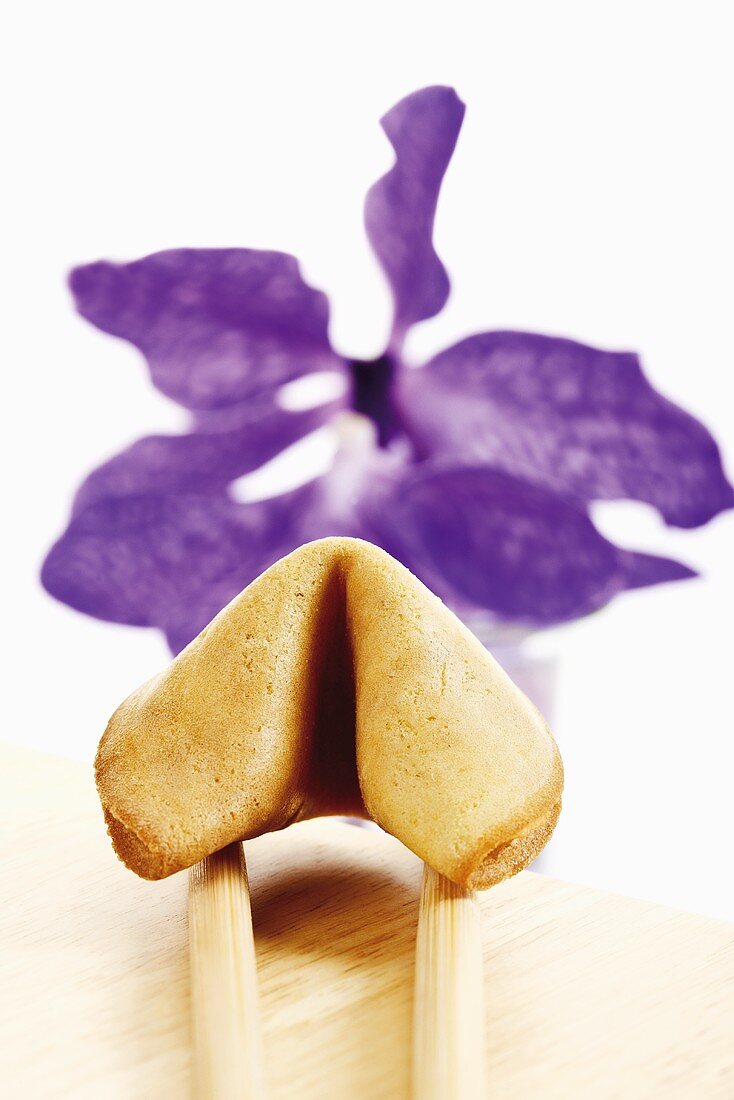 Fortune cookie on chopsticks, orchid