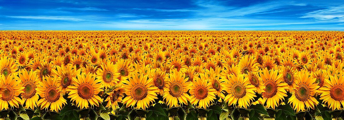 Feld mit Sonnenblumen