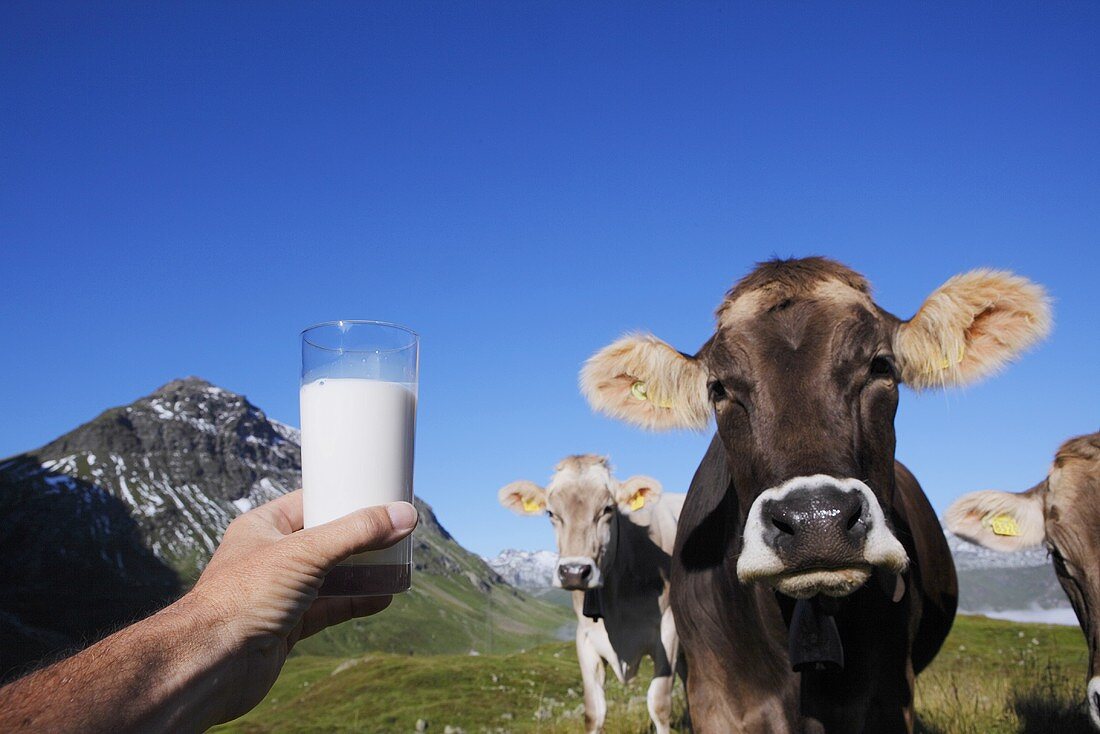 Kühe auf der Weide und Milchglas