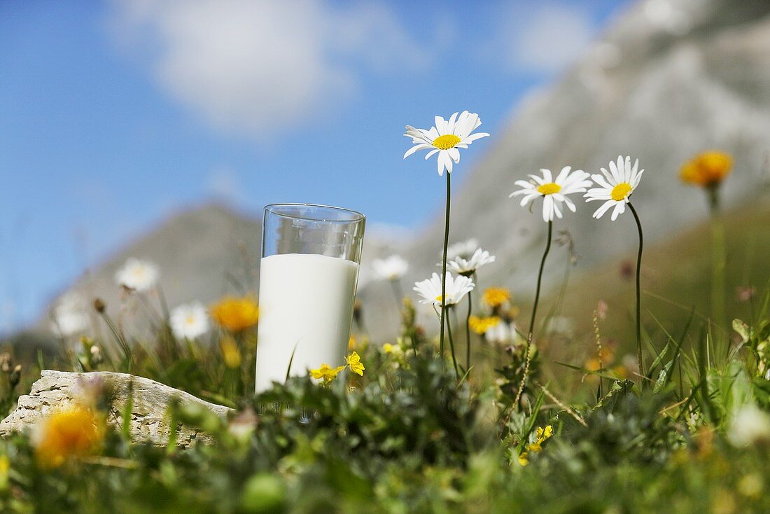 Glas Milch auf einer Weide in den Bergen