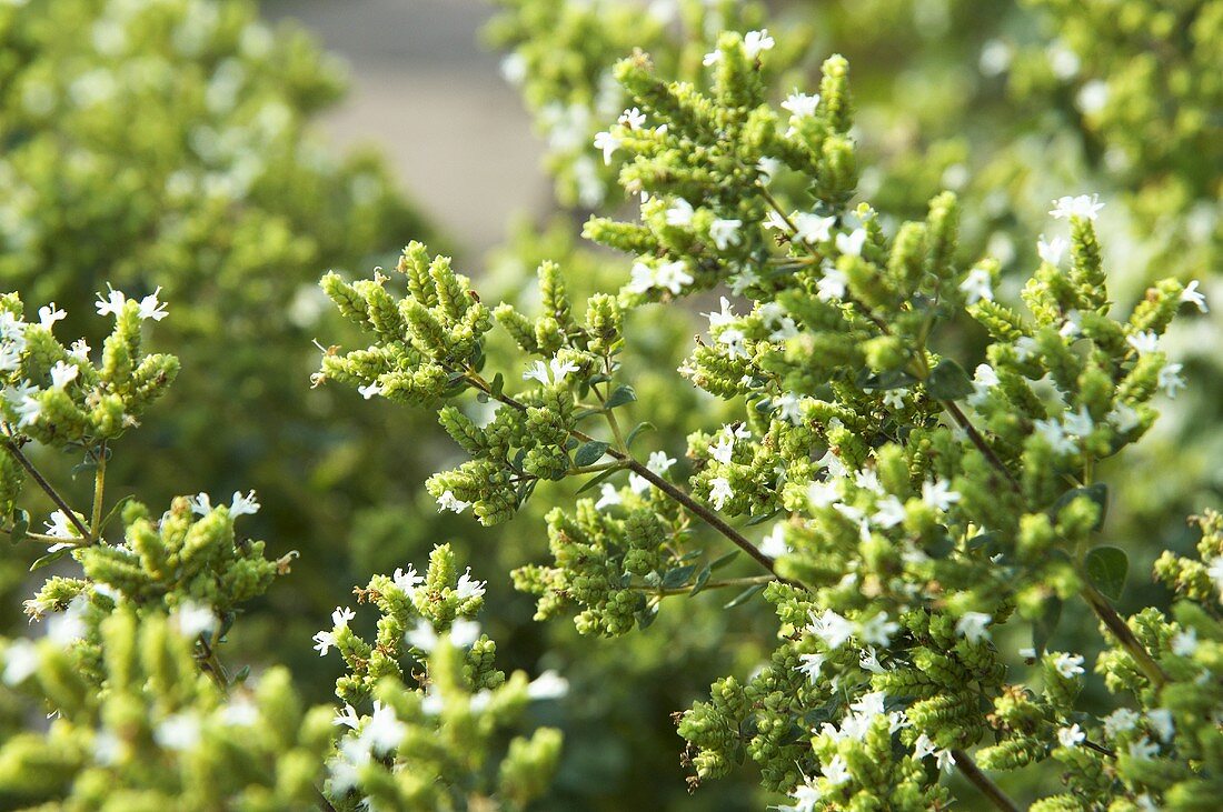 Blühender Oregano